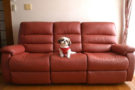 How to choose pet-friendly furniture for your home