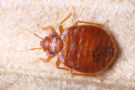 How to find bed bugs