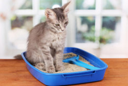Top 10 best self-cleaning litter boxes for your cat