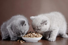 Top four cat food brands and their reviews