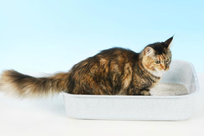 4 handy tips to clean your cat’s litter box