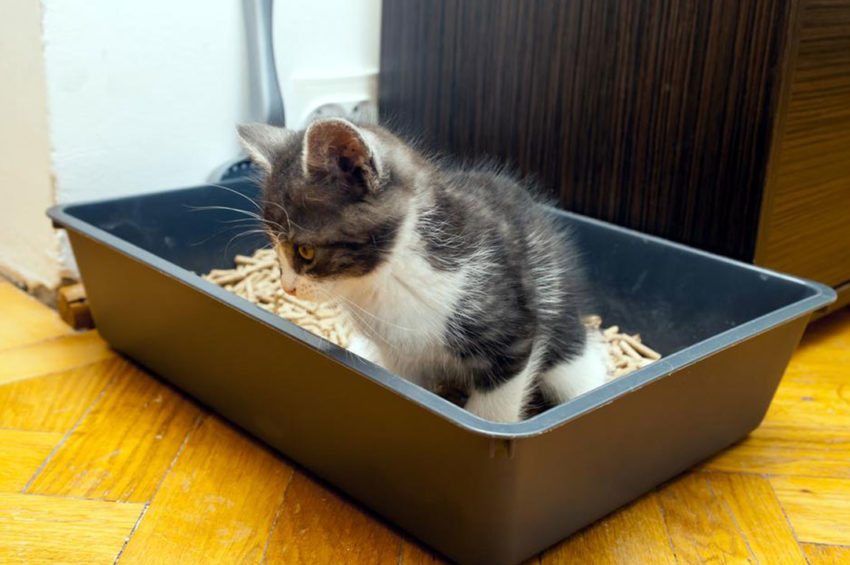 Factors to consider before purchasing automatic cat litter boxes