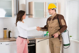 Pest control services for home and office