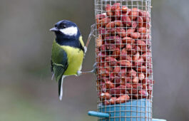 Top 5 foods to feed wild birds