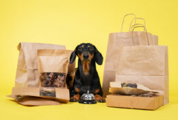 Top 4 monthly puppy subscription boxes
